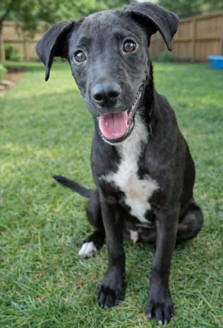 Ace - Sponsored Reduced Adoption Fee