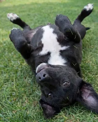 Ace - Sponsored Reduced Adoption Fee