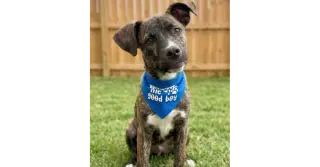 Archie - Reduced Adoption Fee