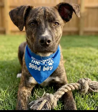 Archie - Reduced Adoption Fee