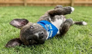 Archie - Reduced Adoption Fee