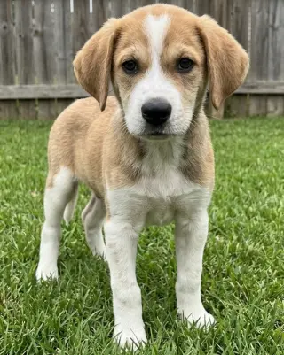 Monty - Sponsored Reduced Adoption Fee