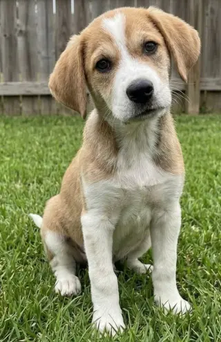 Monty - Sponsored Reduced Adoption Fee