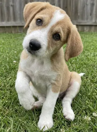Monty - Sponsored Reduced Adoption Fee