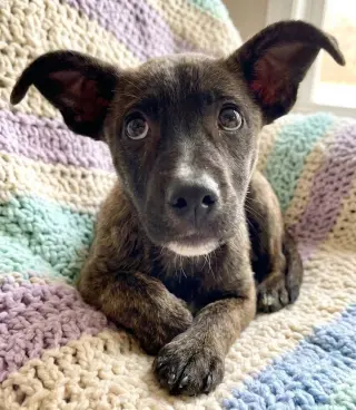 Jazzi
