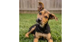 Juliet - Sponsored Reduced Adoption Fee