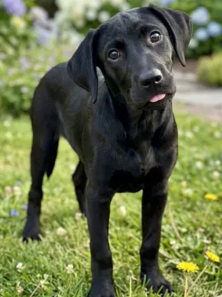 Bentley - Sponsored Reduced Adoption Fee