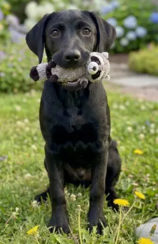 Bentley - Sponsored Reduced Adoption Fee