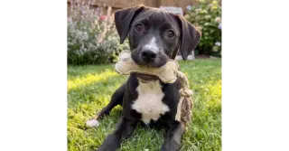 Nikko - Sponsored Reduced Adoption Fee