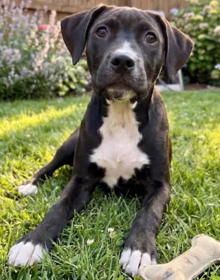 Nikko - Sponsored Reduced Adoption Fee