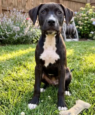 Nikko - Sponsored Reduced Adoption Fee