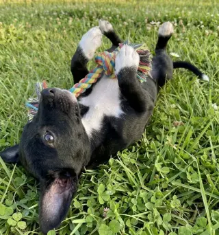 Vinny