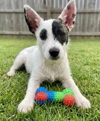 Tula