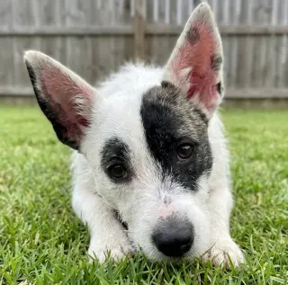 Tula
