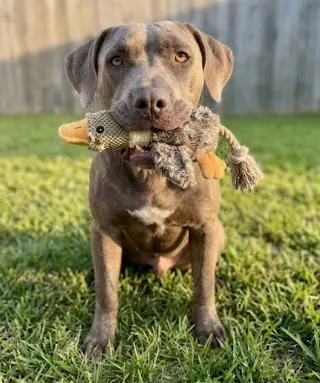 Otis