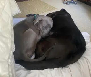 Otis