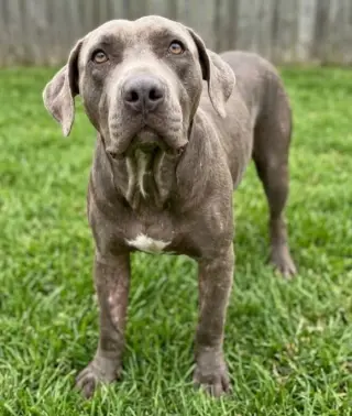 Otis