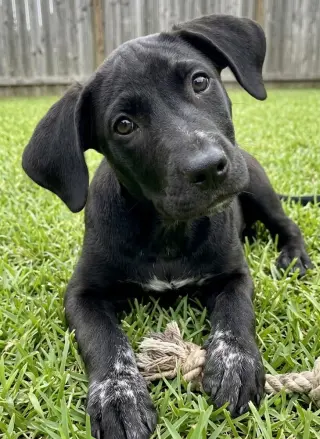 Phoebe