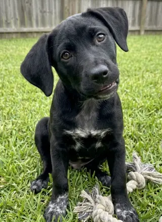 Phoebe