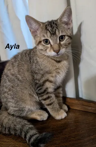 Moon Kitties : Ayla
