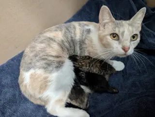 Moon Kitties : Luna