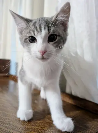 Moon Kitties : Ziri