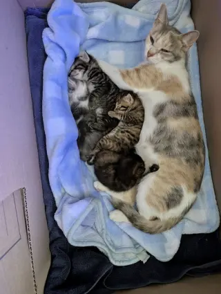 Moon Kitties : Ziri