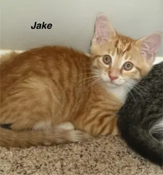 J Cats : Jake