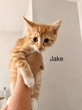 J Cats : Jake