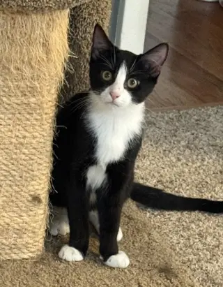 J Cats : Jagger