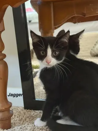 J Cats : Jagger