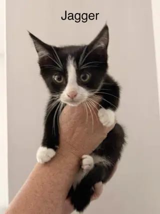 J Cats : Jagger