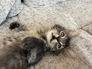 Blastoise, Summoner of Second Breakfast