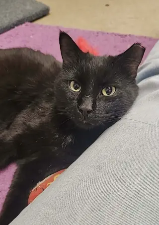 Pantera