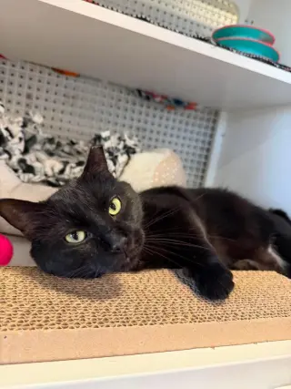 Pantera