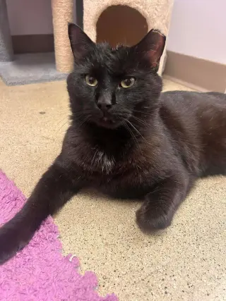 Pantera