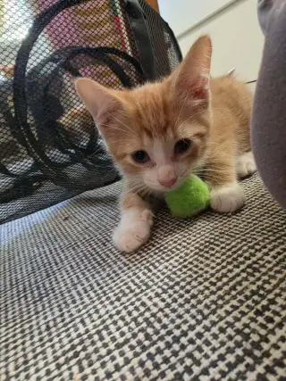 Rory
