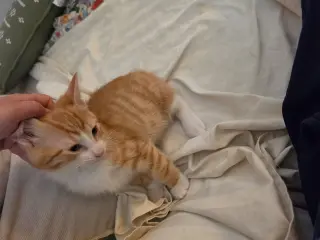 Rory