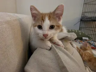 Finn