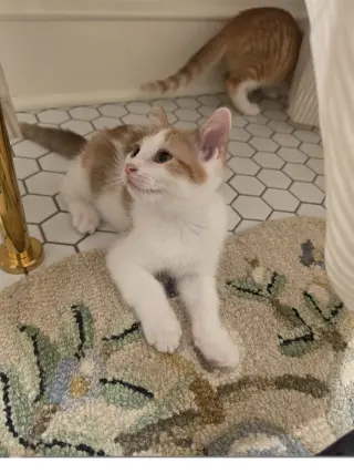 Finn