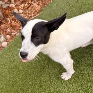Moo