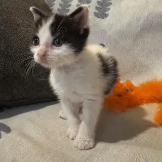 Pikante