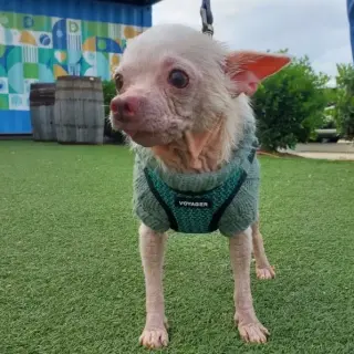 Pinky