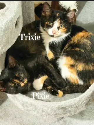 Trixie *kitten*