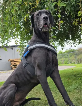 Beau