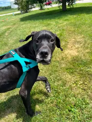 Beau