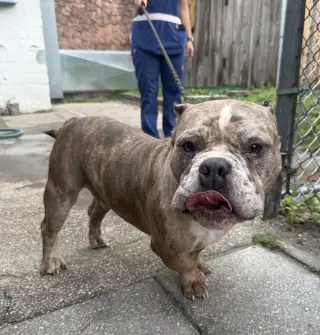 Jax