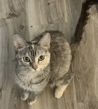 Duchess