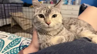 Duchess