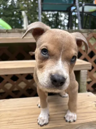 Milo